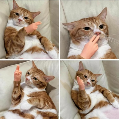 PfotenSpiel™ Wackeln Fangen Zuschnappen