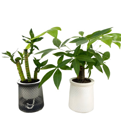 HyggeSprout Topf – Hydroponischer Kristall-Glas-Blumentopf