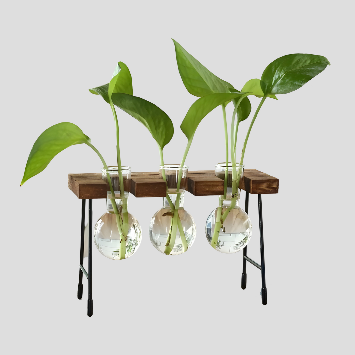 GlassRoot Vase - Hölzerner Rahmen Hydroponisches Pflanzgefäß mit Glaskugel